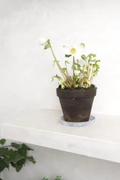 PLANT Julerose Best