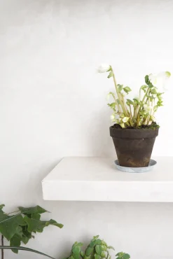 PLANT Julerose Best