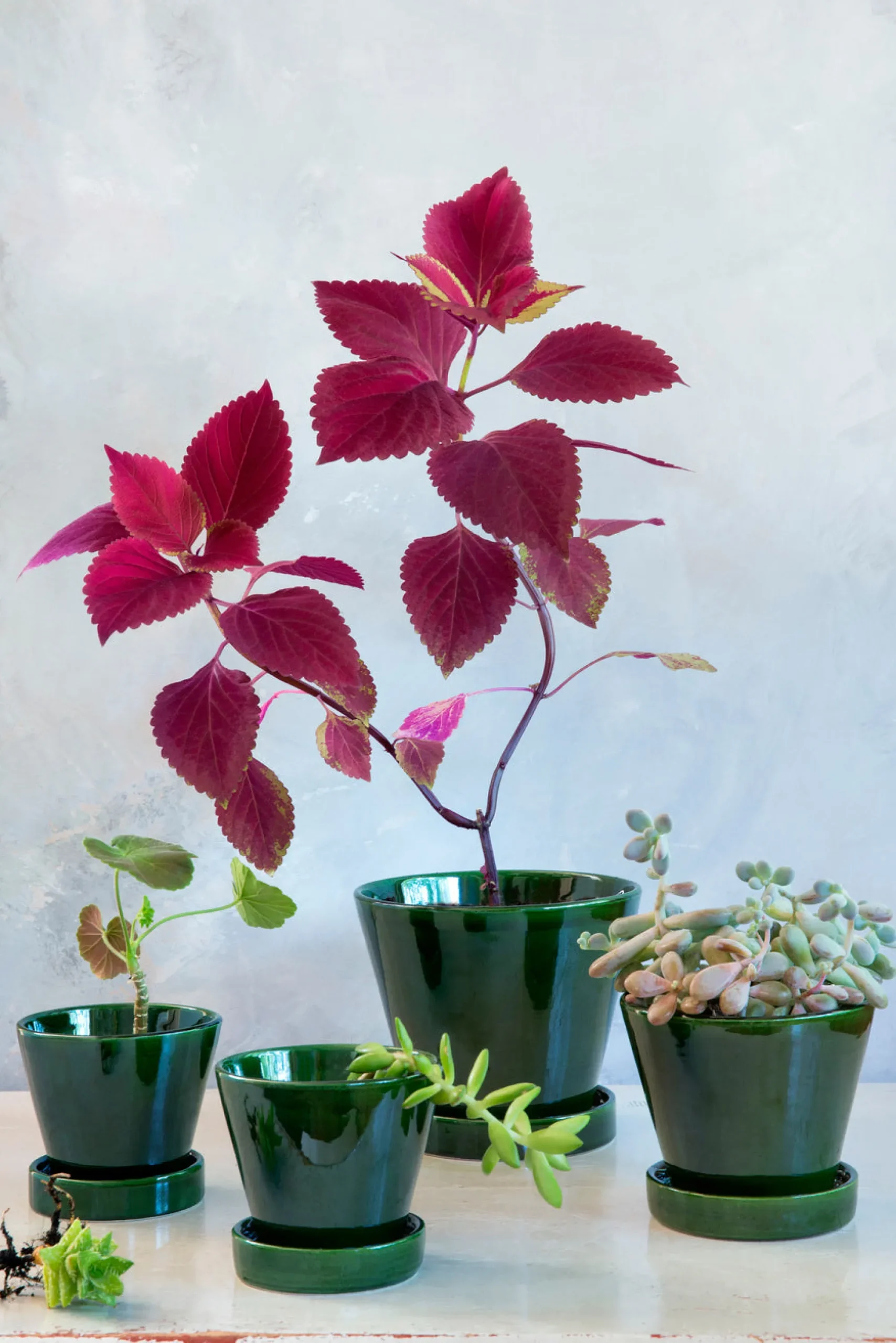 PLANT Julie - Emerald Green Outlet