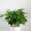 PLANT Kaffetræ - Coffee Arabica Sale