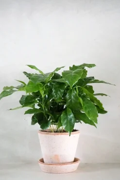 PLANT Kaffetræ - Coffee Arabica Sale