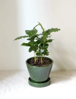 PLANT Kaffetræ - Coffee Arabica Sale