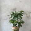 PLANT Kaffetræ - Coffee Arabica, stor