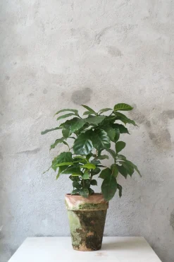 PLANT Kaffetræ - Coffee Arabica, stor