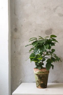 PLANT Kaffetræ - Coffee Arabica, stor