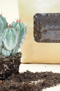 PLANT Kaktusjord Online
