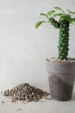 PLANT Kaktussten Best
