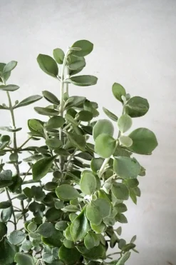 PLANT Kalancho Hildebrandtii Outlet