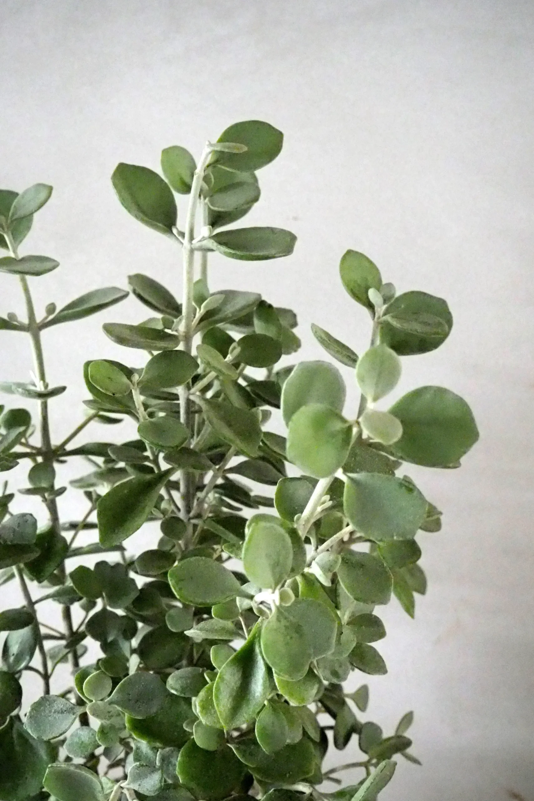 PLANT Kalancho Hildebrandtii Outlet