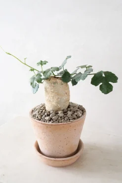 PLANT Kedrostis Africana Hot