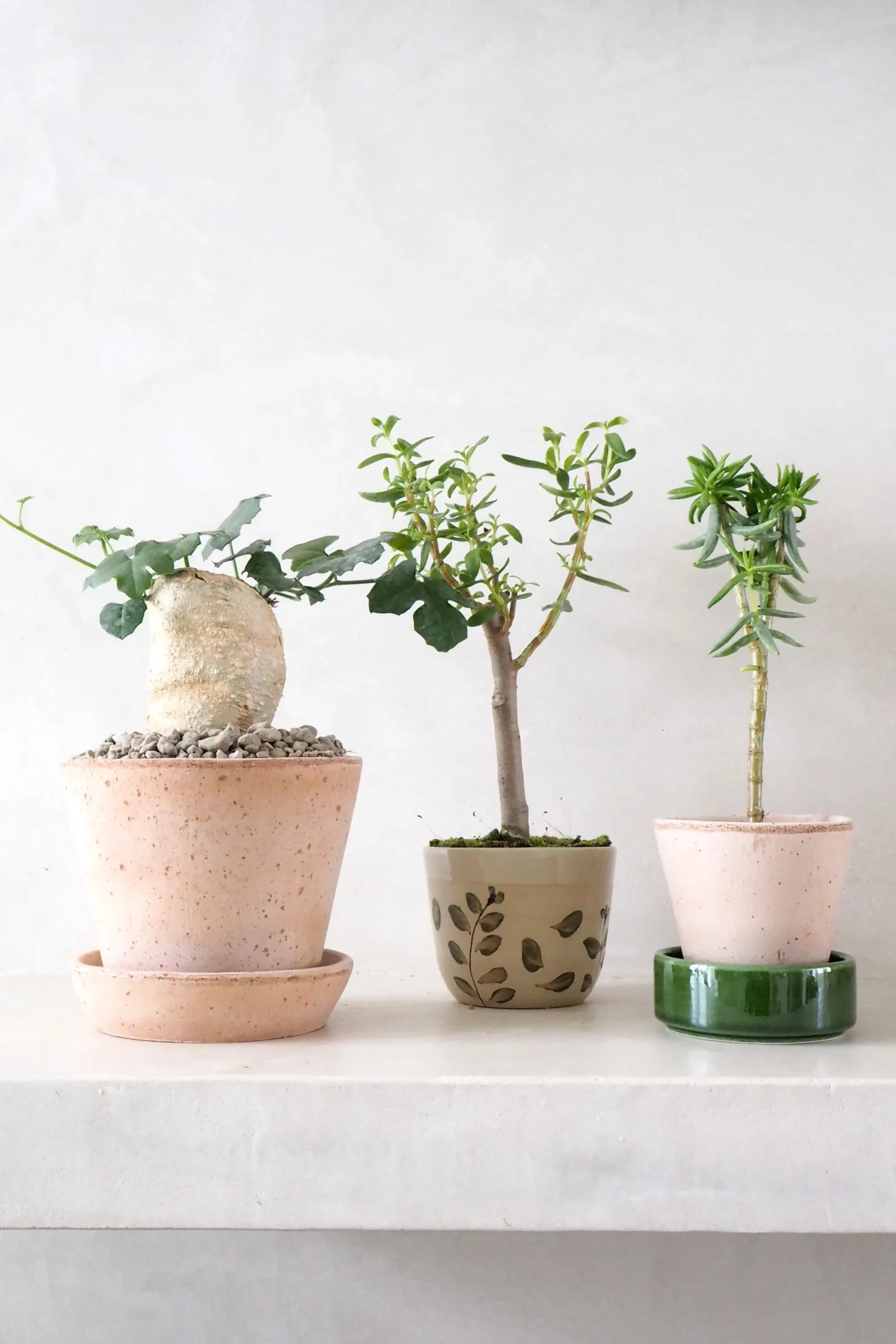 PLANT Kedrostis Africana Hot
