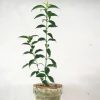 PLANT Kinesisk liguster