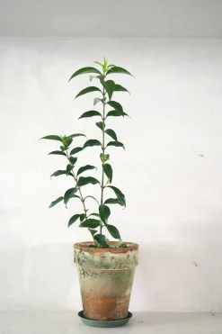 PLANT Kinesisk liguster
