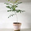 PLANT Kinesisk træ Discount