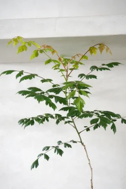 PLANT Kinesisk træ Discount