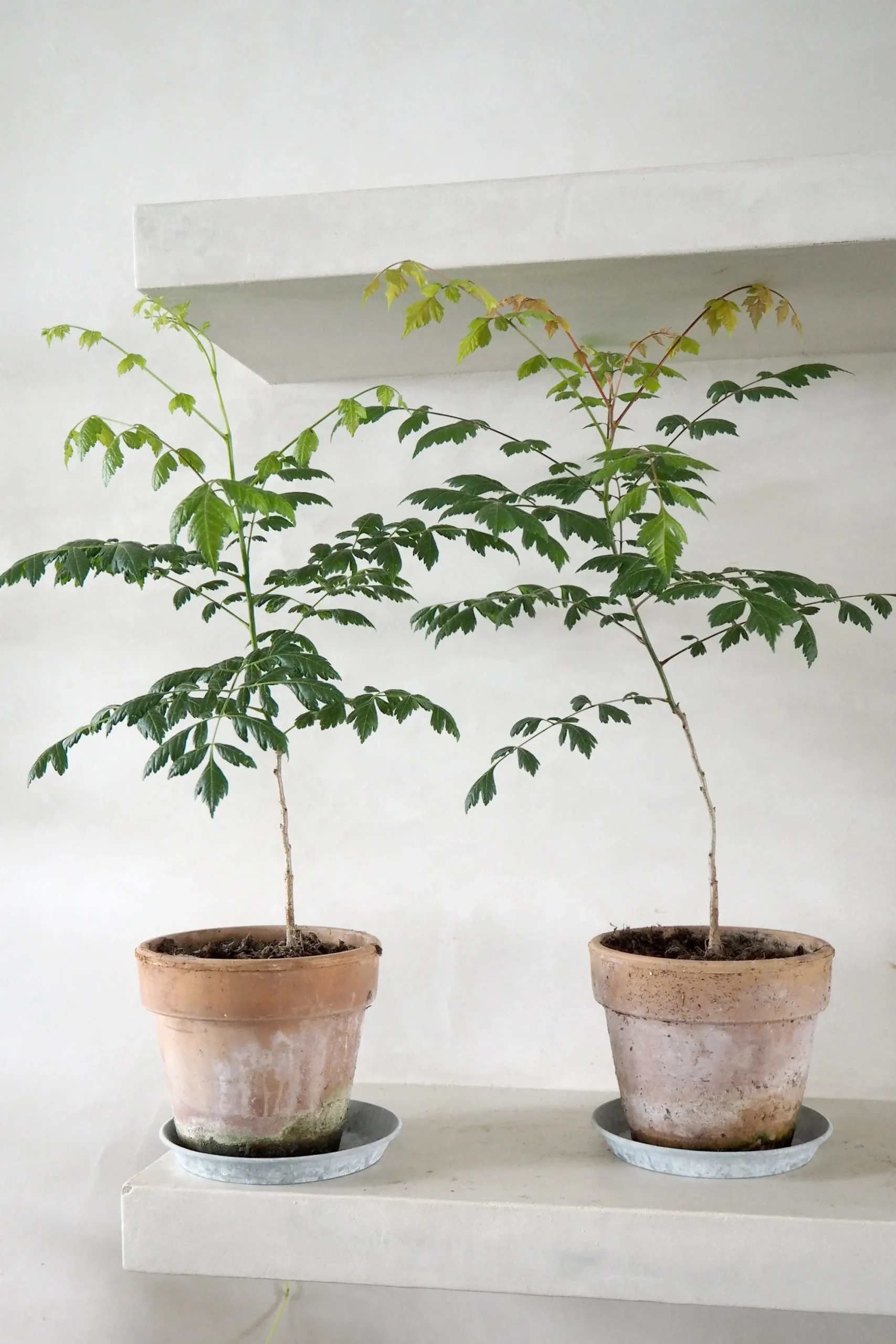 PLANT Kinesisk træ Discount
