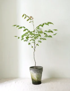 PLANT Kinesisk træ Discount