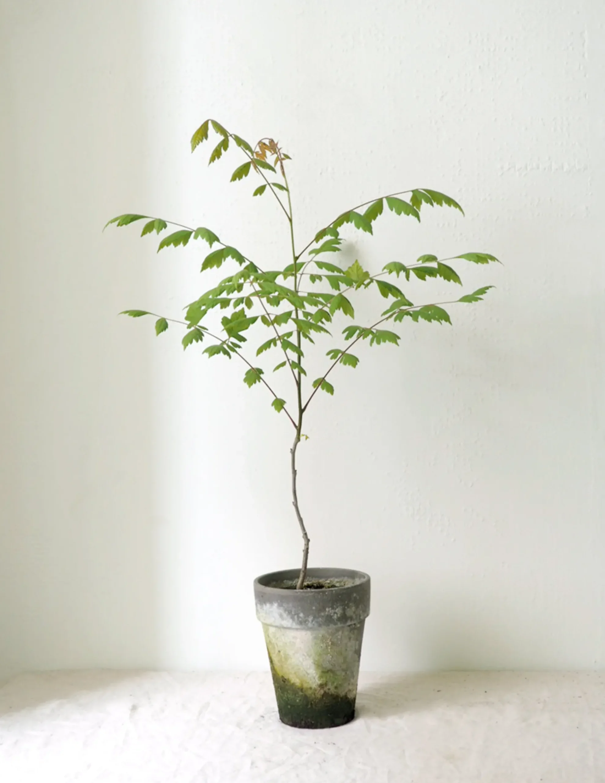 PLANT Kinesisk træ Discount
