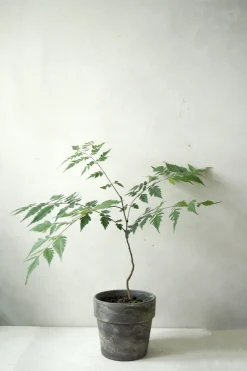 PLANT Kinesisk træ Discount