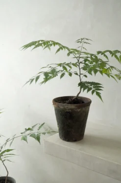 PLANT Kinesisk træ Discount
