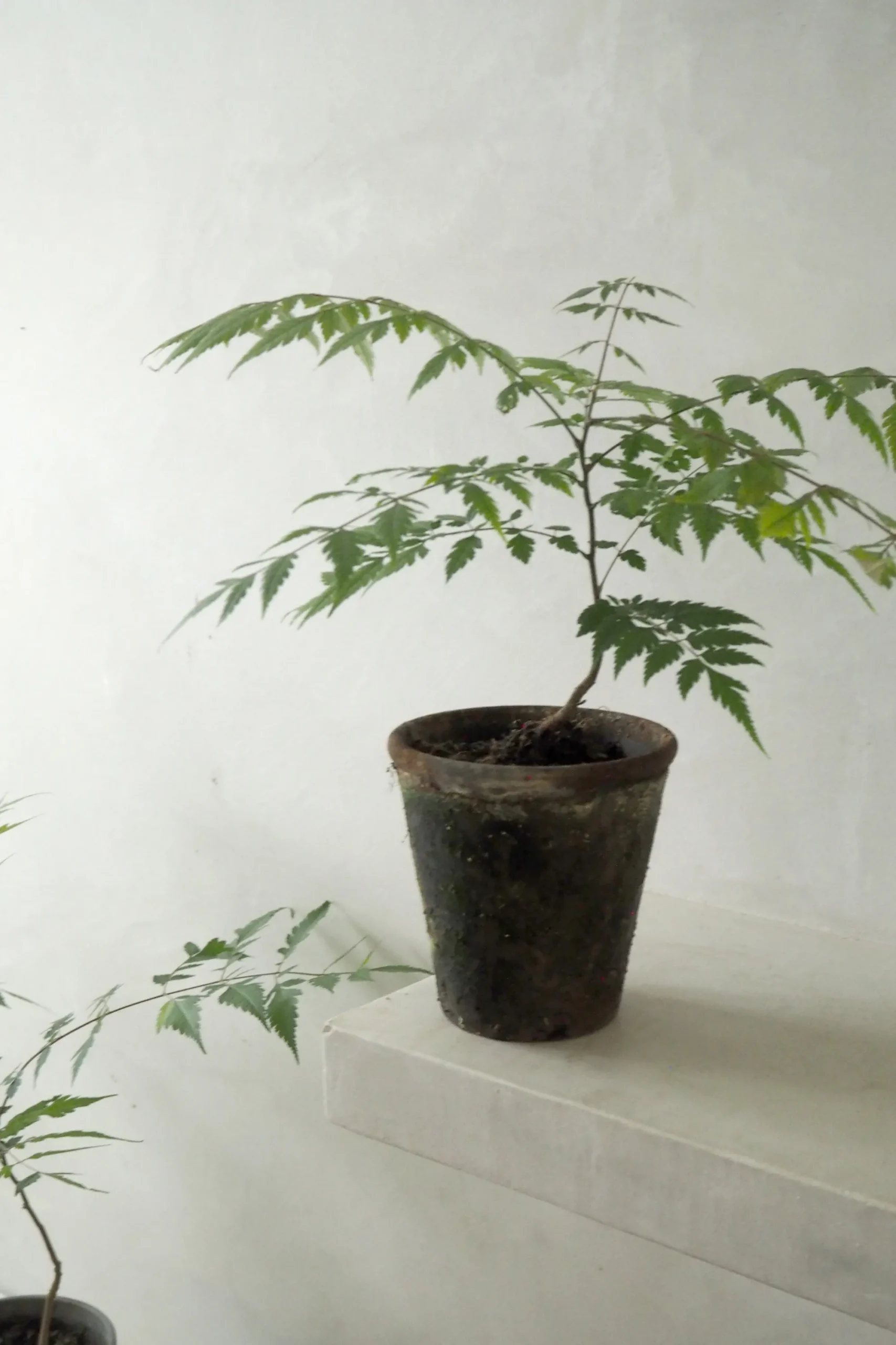 PLANT Kinesisk træ Discount