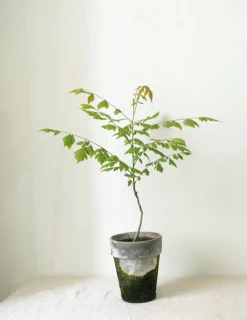 PLANT Kinesisk træ Discount