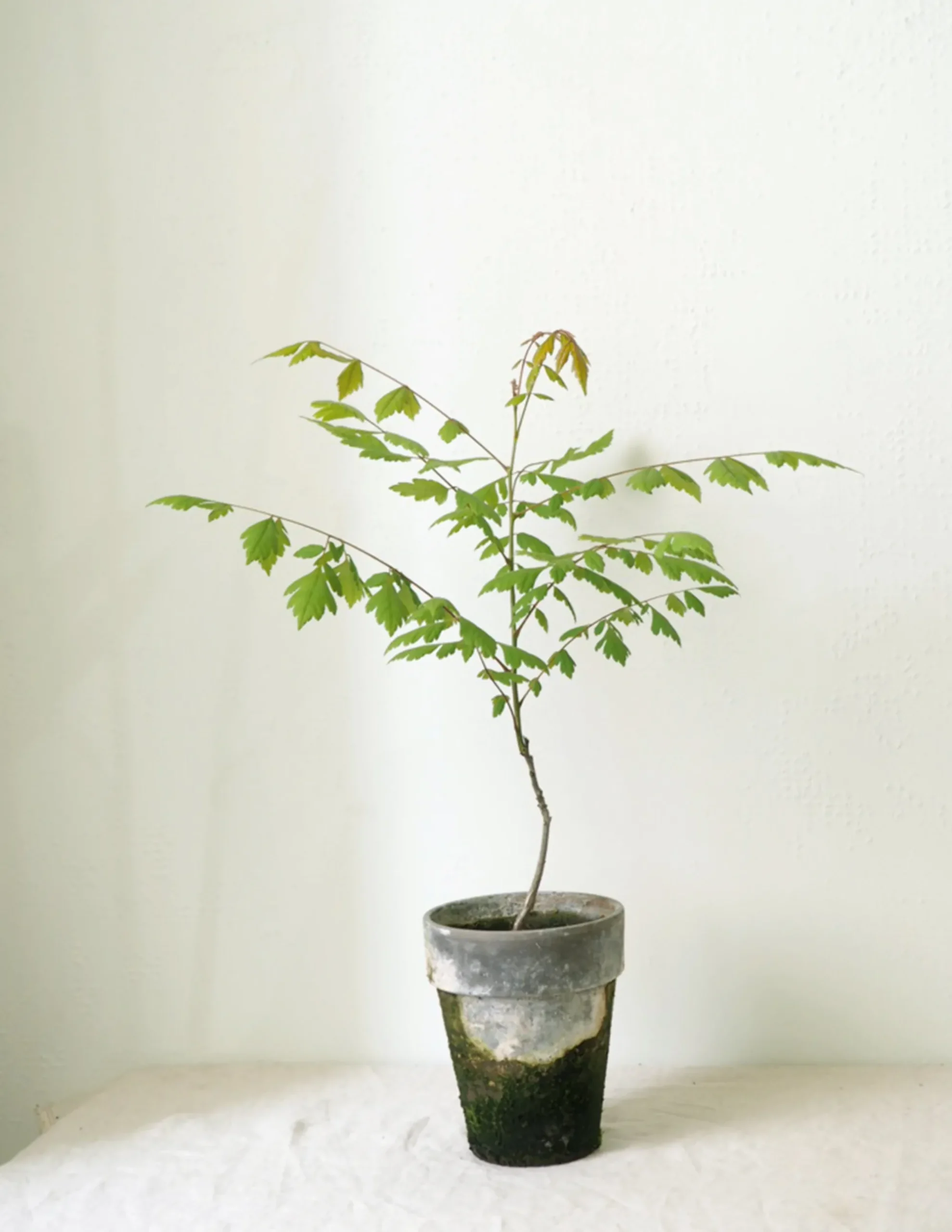 PLANT Kinesisk træ Discount