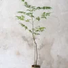 PLANT Kinesisk træ, medium Hot