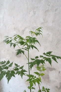 PLANT Kinesisk træ, medium Hot