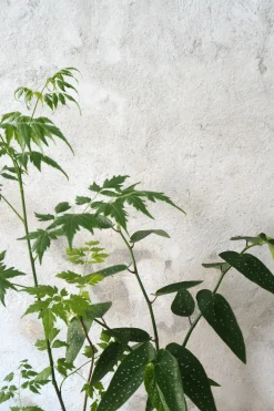 PLANT Kinesisk træ, medium Hot