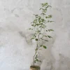 PLANT Klokketræ Outlet