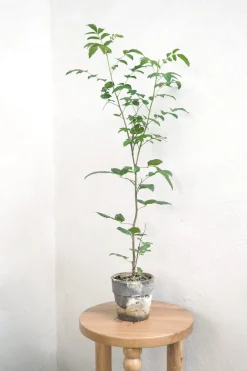 PLANT Klokketræ Outlet