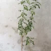 PLANT Klokketræ, unika, stor Outlet