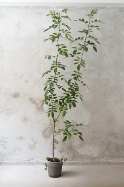 PLANT Klokketræ, unika, stor Outlet