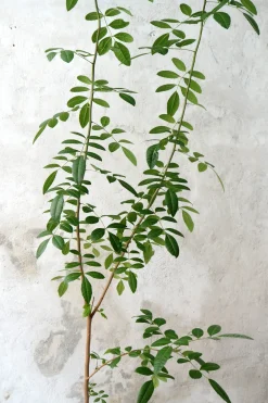 PLANT Klokketræ, unika, stor Outlet