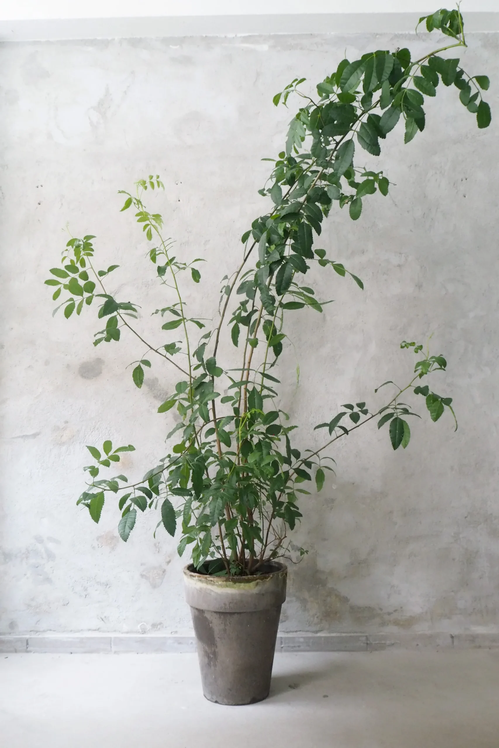 PLANT Klokketræ, unika, stor I Hot