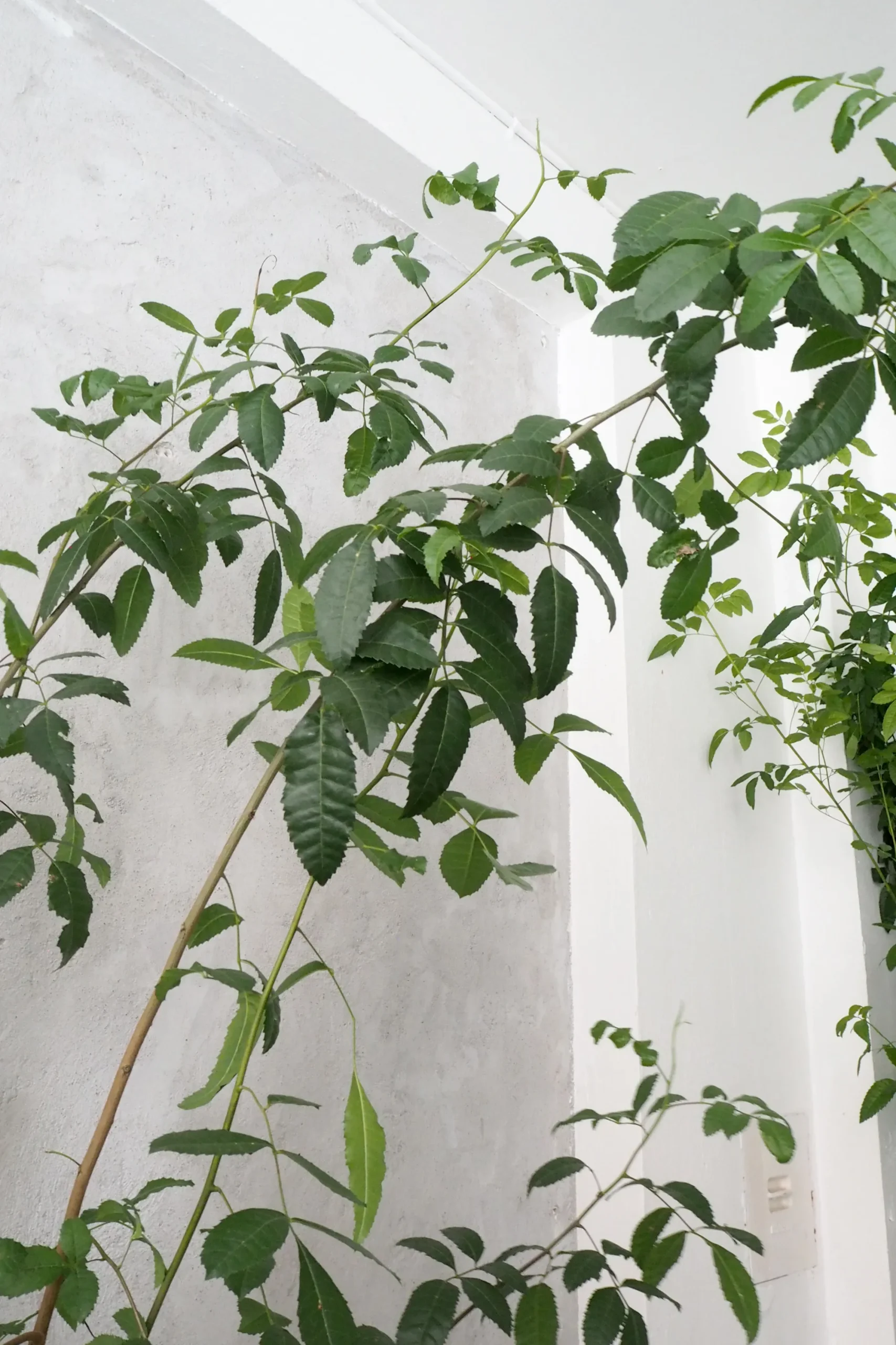 PLANT Klokketræ, unika, stor I Hot
