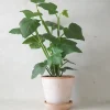 PLANT Knoglee Outlet
