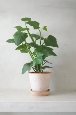 PLANT Knoglee Outlet