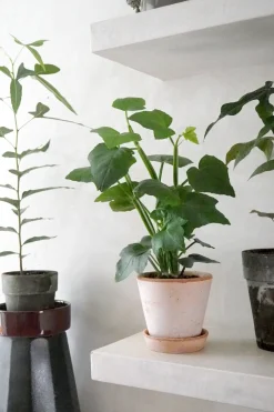 PLANT Knoglee Outlet