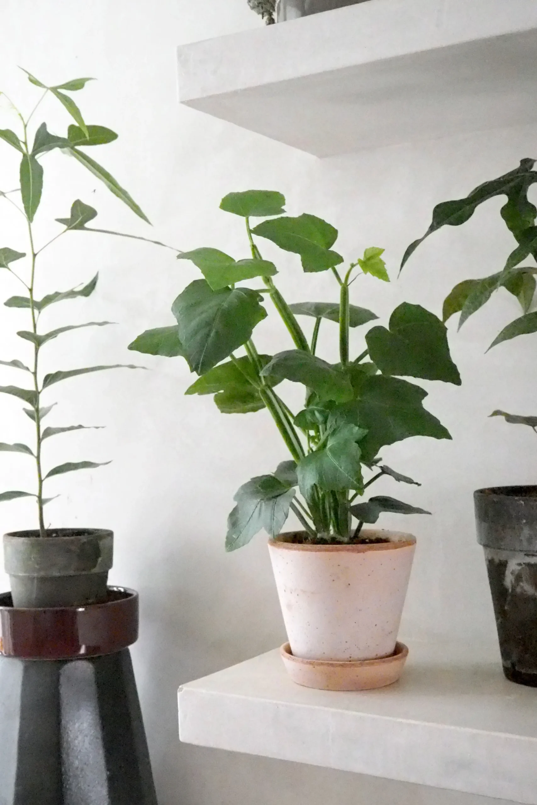 PLANT Knoglee Outlet