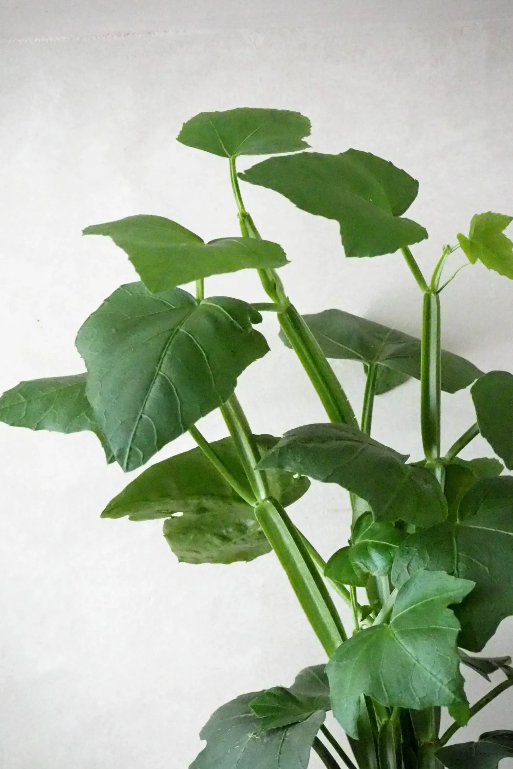 PLANT Knoglee Outlet
