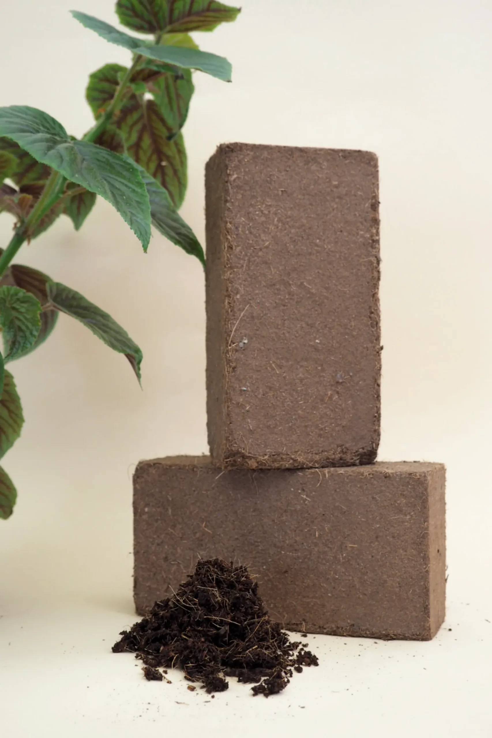 PLANT Kokosmuld Discount