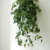 PLANT Kongevin Online