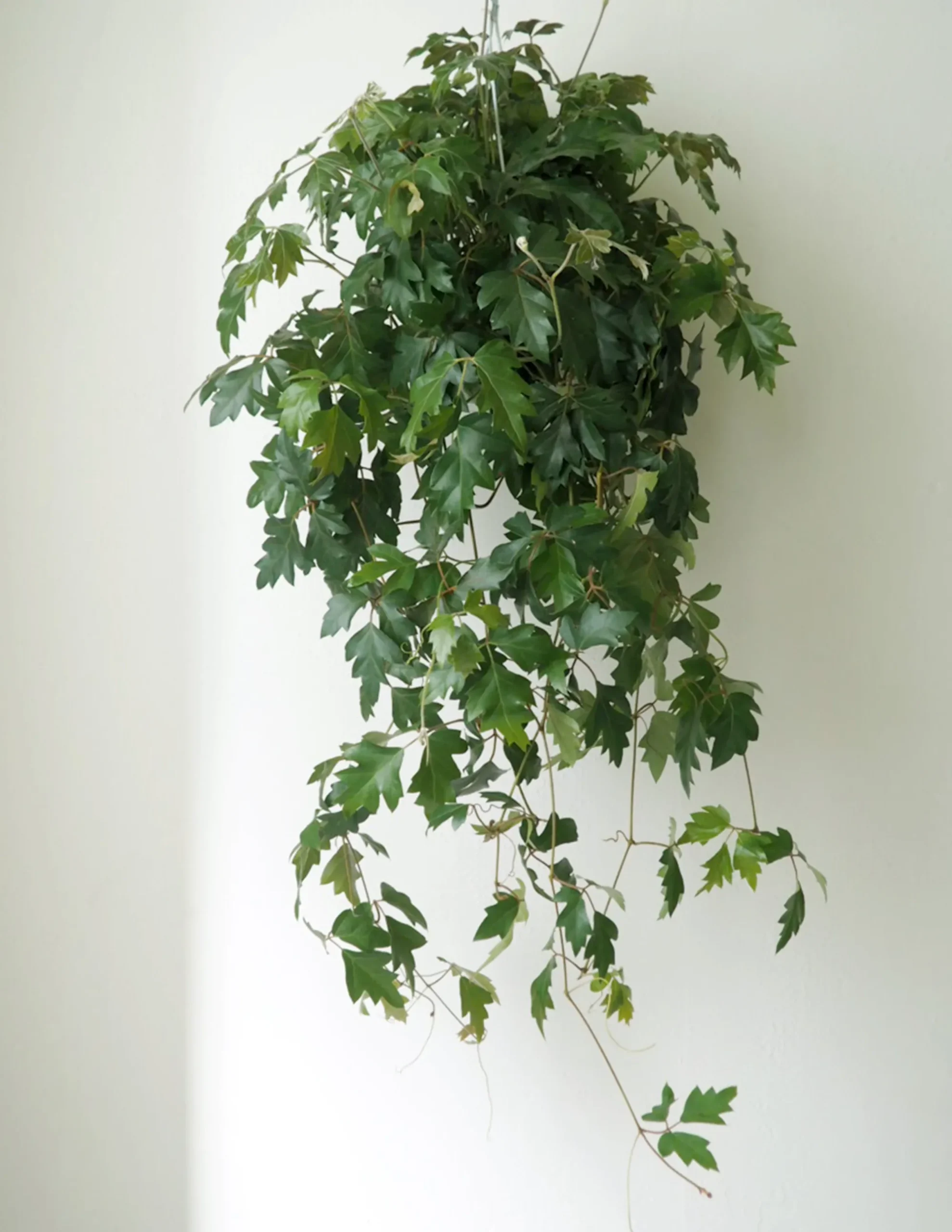 PLANT Kongevin Online