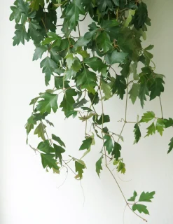 PLANT Kongevin Online