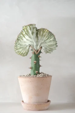 PLANT Koral kaktus Best