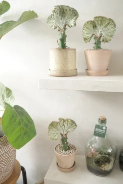 PLANT Koral kaktus Best
