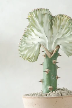 PLANT Koral kaktus Best