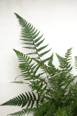 PLANT Koreansk stenbregne